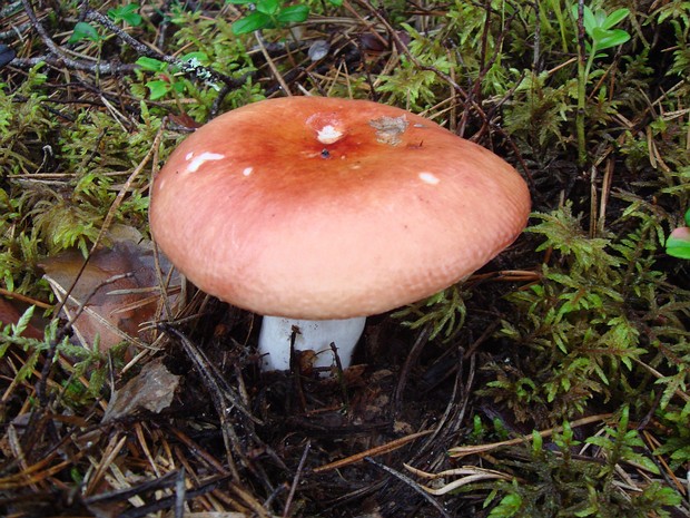 Сыроежка пищевая - Russula vesca