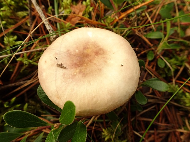 Сыроежка разноцветная - Russula versicolor