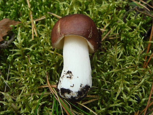 Сыроежка родственная - Russula consobrina