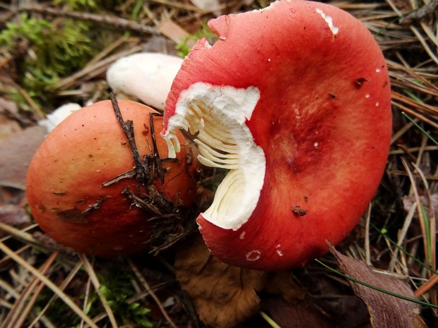 Сыроежка розовая - Russula rosea