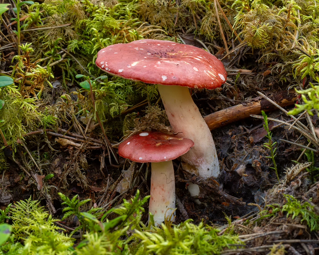 !russula-rhodopus_1-3