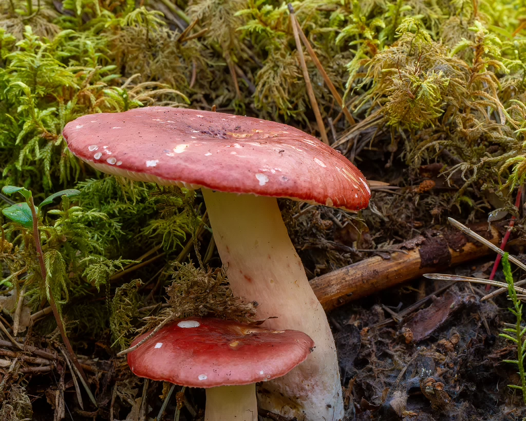 russula-rhodopus_1-1