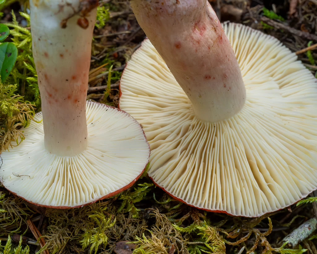 russula-rhodopus_1-10