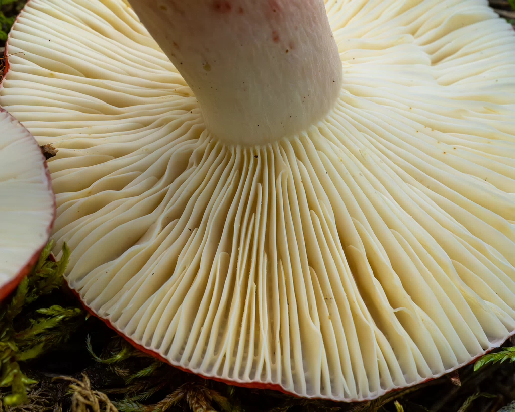 russula-rhodopus_1-11