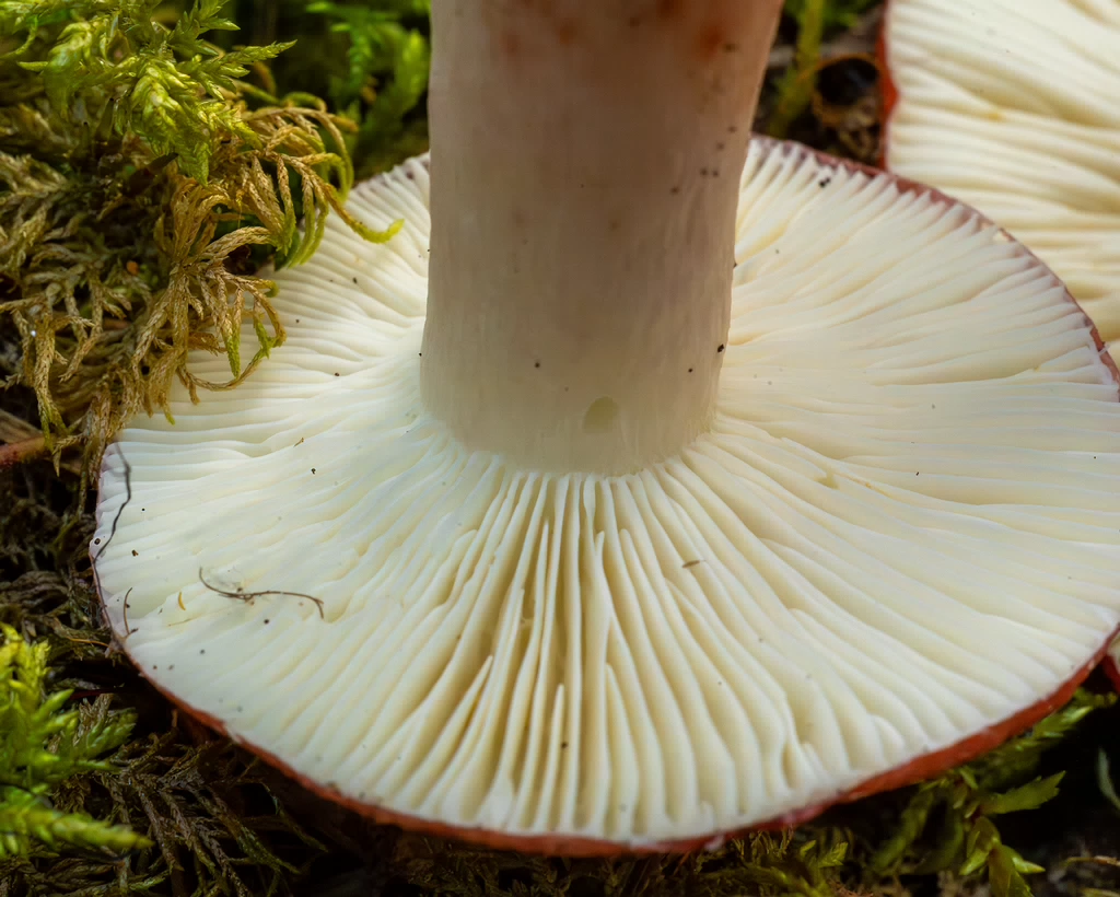 russula-rhodopus_1-12