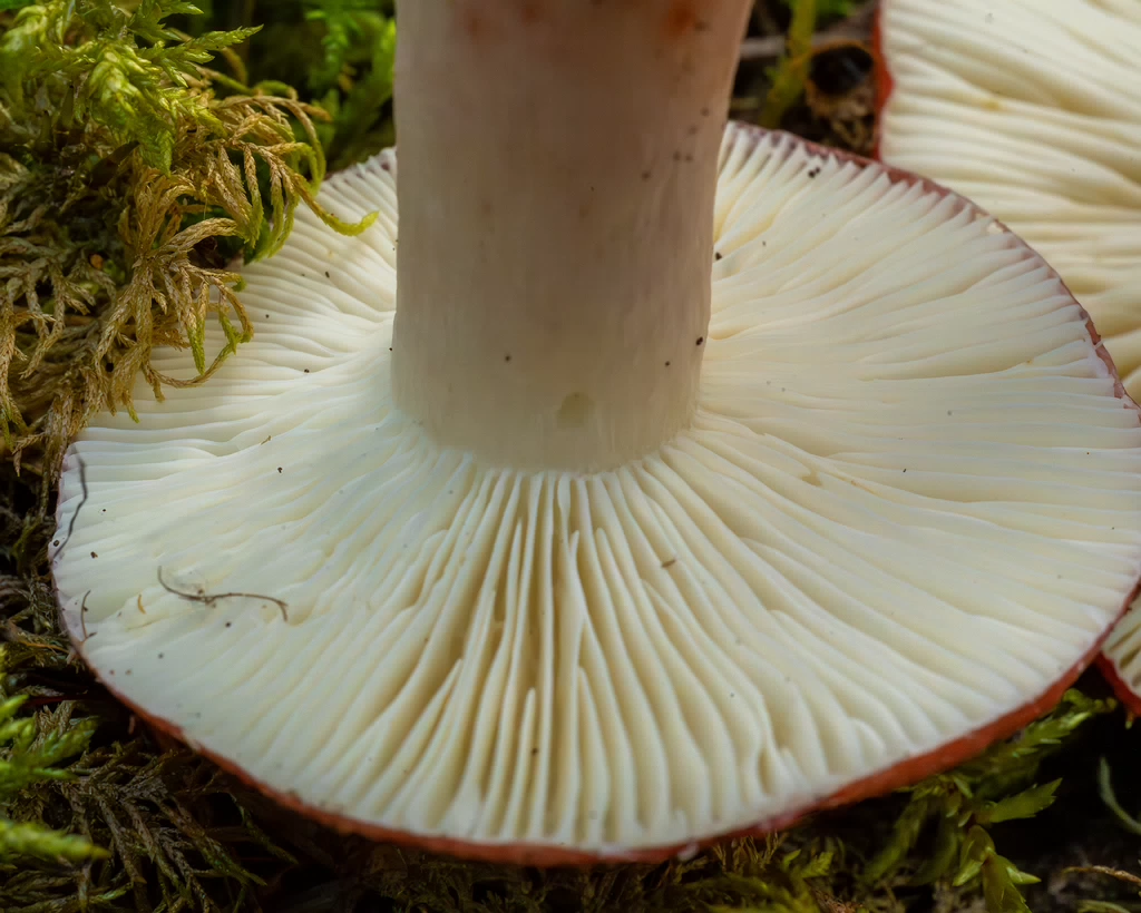 russula-rhodopus_1-13