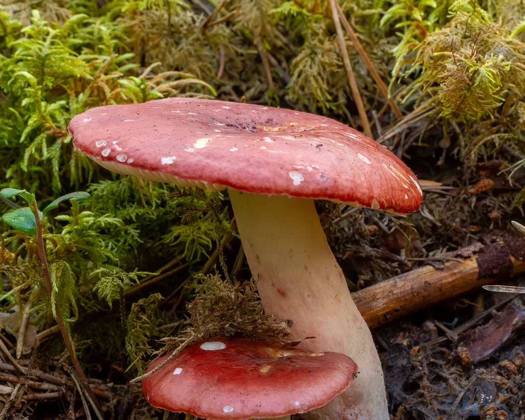 russula-rhodopus_1-2