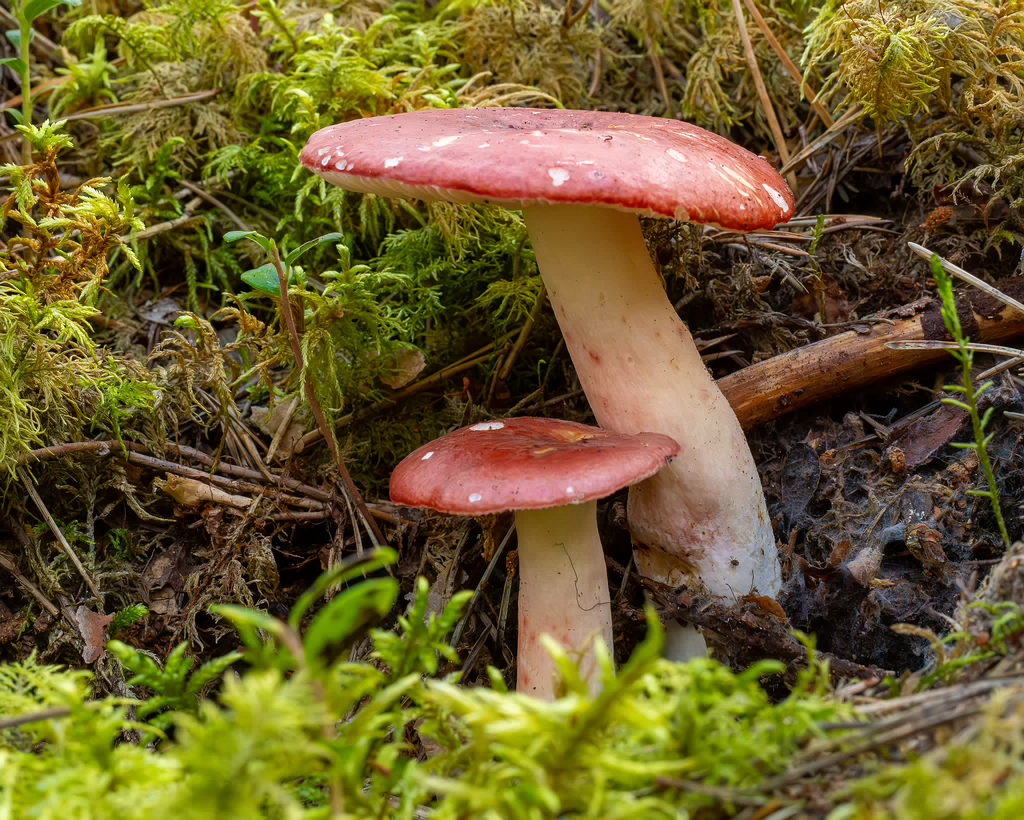 russula-rhodopus_1-4