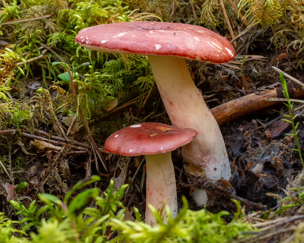 russula-rhodopus_1-5