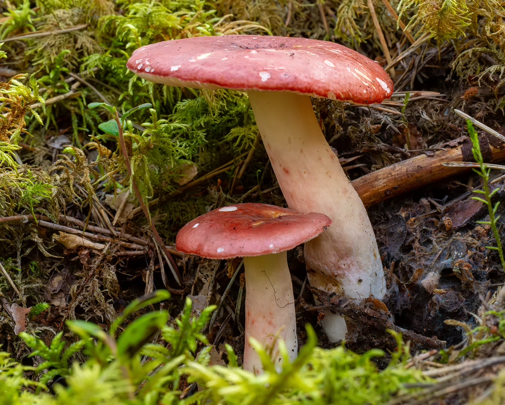 russula-rhodopus_1-6