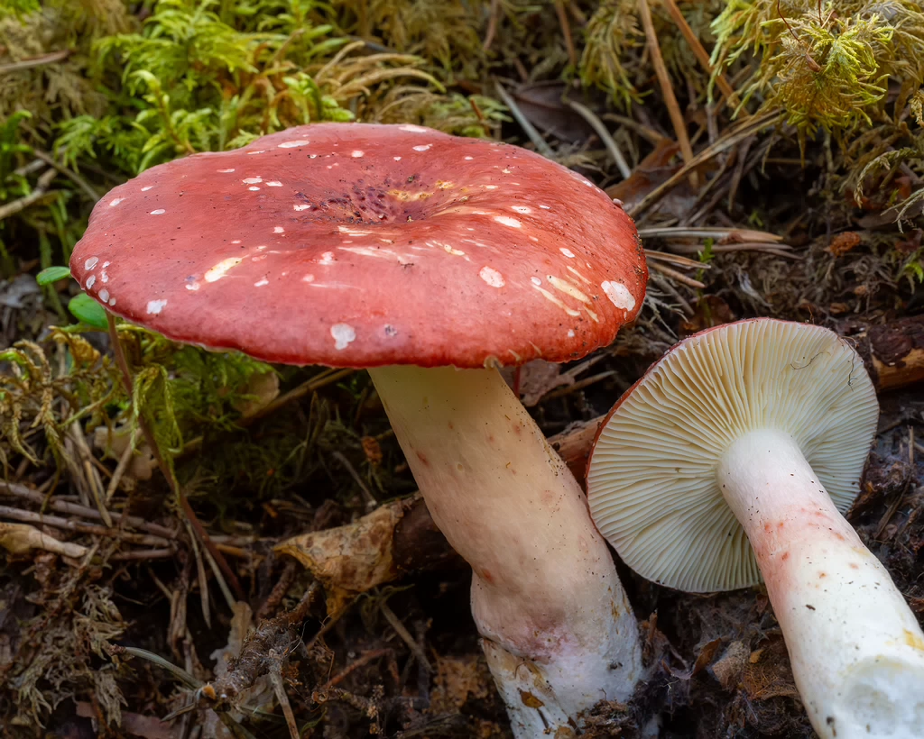 russula-rhodopus_1-7