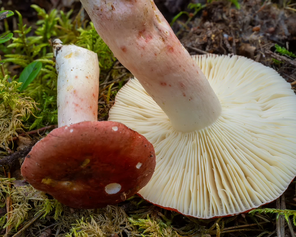 russula-rhodopus_1-8