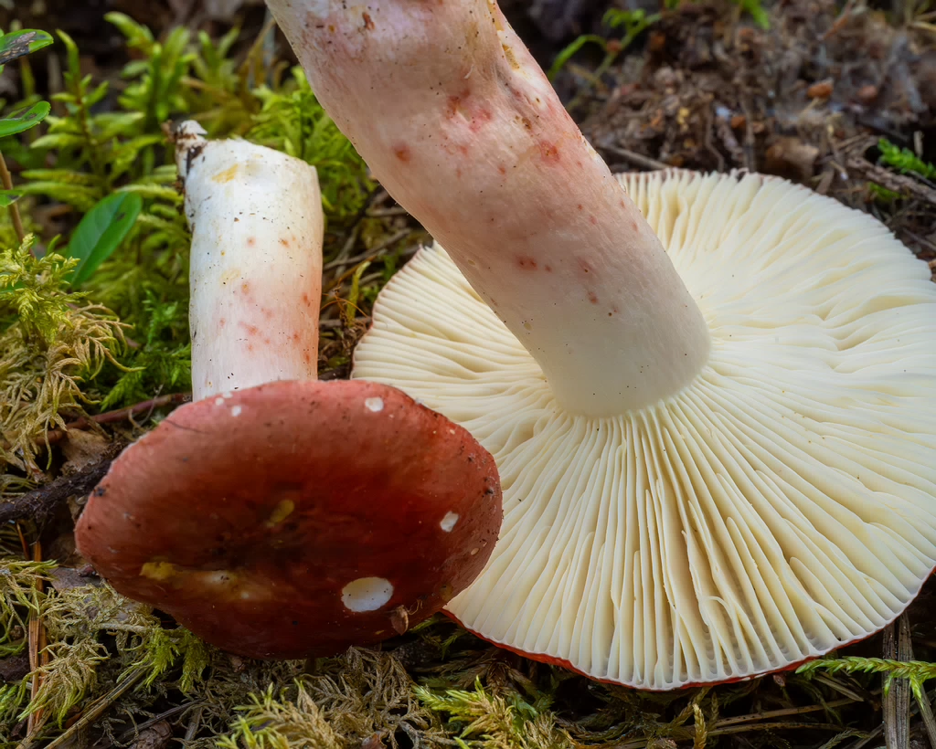 russula-rhodopus_1-9