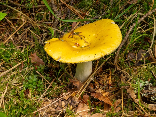 Сыроежка светло-жёлтая - Russula claroflava