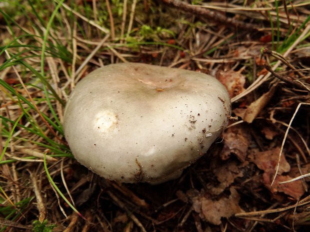 Сыроежка сине-жёлтая - Russula cyanoxantha