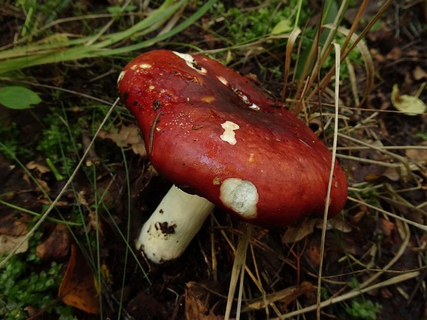 Сыроежка тёмно-пурпурная - Russula atropurpurea