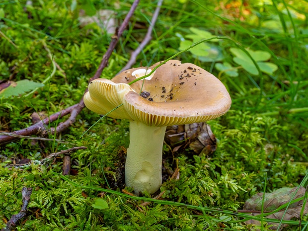 Сыроежка цельная - Russula integra