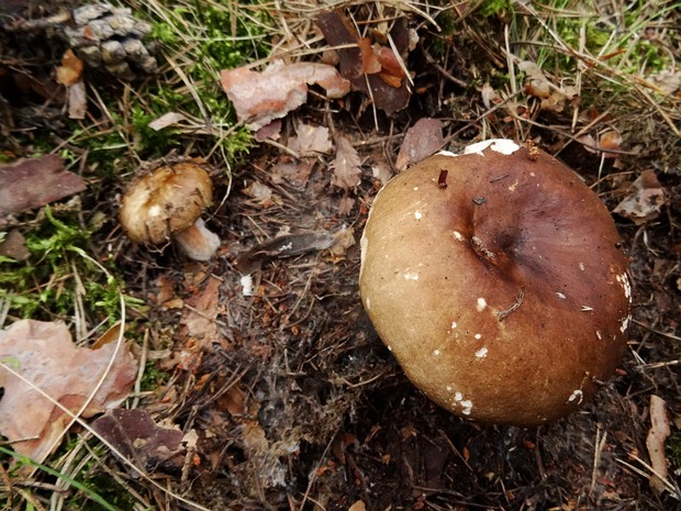 Валуй - Russula foetens