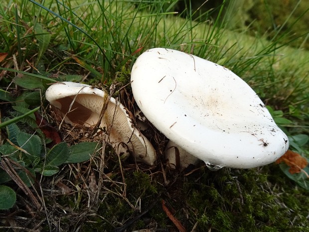 Груздь перечный - Lactarius piperatus