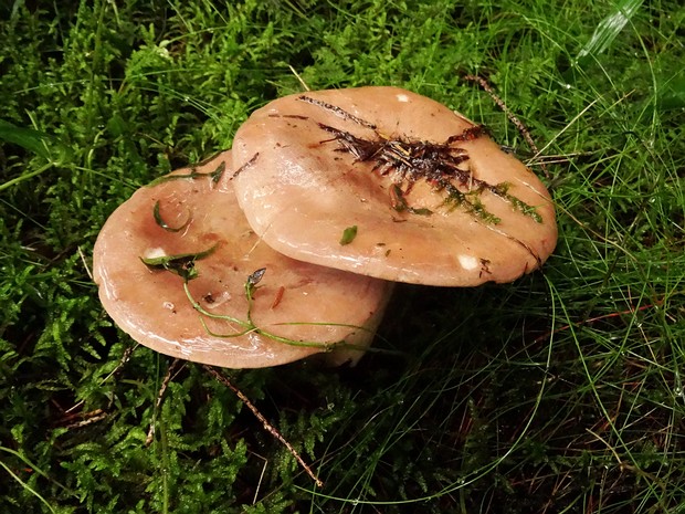 Млечник полезный - Lactarius utilis