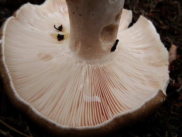 Подгруздок частопластинчатый - Russula densifolia