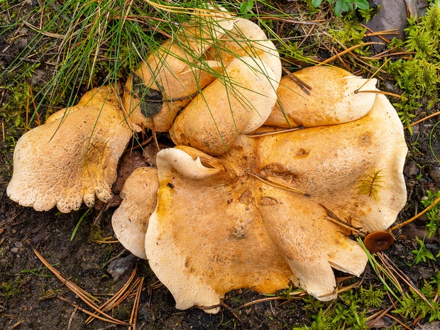 Альбатрелловые - Albatrellaceae The Albatrellaceae are a family of fungi in the order Russulales. The family contains 9 genera and more than 45 species.