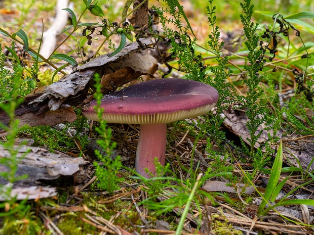 Сыроежковые - Russulaceae The Russulaceae are a diverse family of fungi in the order Russulales, with roughly 1,900 known species and a worldwide...