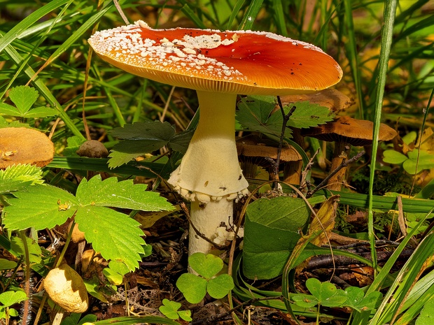 Agaricomycetes - Агарикомицеты - Gilled Fungi - Blätterpilze Agaricales is an order of fungi that includes the gilled mushrooms, as well as several other types of fungi with diverse...