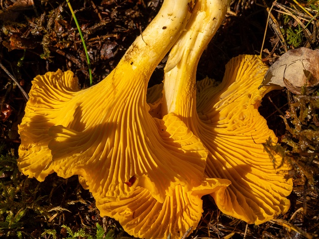 Лисичковые - Cantharellales The Cantharellales are an order of fungi in the class Agaricomycetes. The order includes not only the chanterelles...