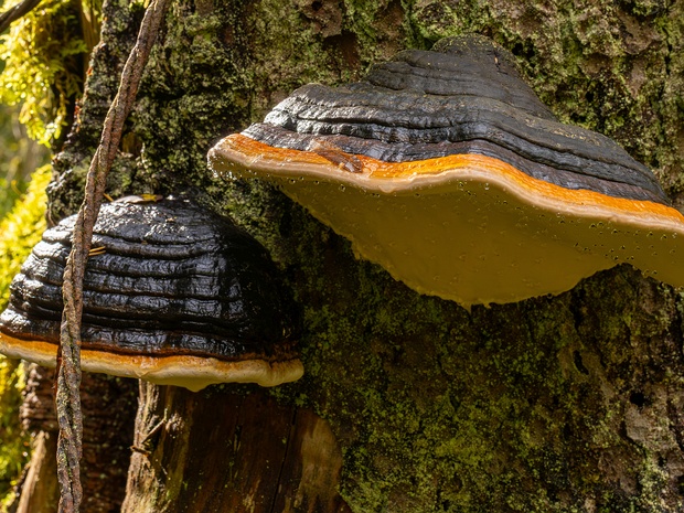 Полипоровые - Polyporales The Polyporales are an order of about 1800 species of fungi in the division Basidiomycota. The order includes some (but...