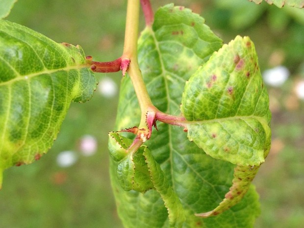 Гномония красно-устьичная - Gnomonia erythrostoma