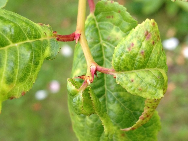 Гномония красно-устьичная - Gnomonia erythrostoma