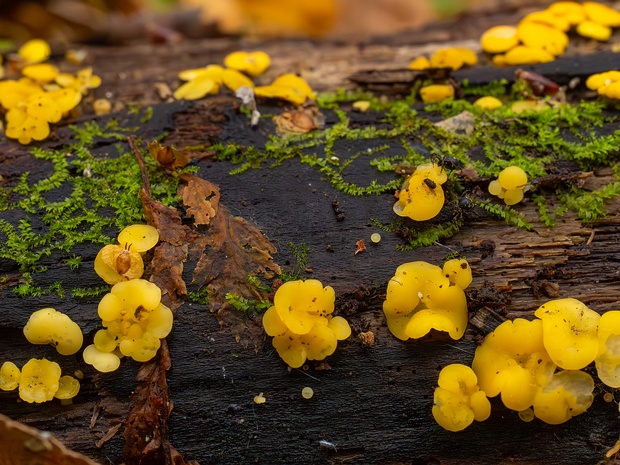 Bisporella citrina - Биспорелла лимонная - Lemon Disco Fungus - Zitronengelbe Schüsselchenflechte Bisporella citrina is a small, cup-shaped fungus belonging to the family Helotiaceae within the order Helotiales of the...