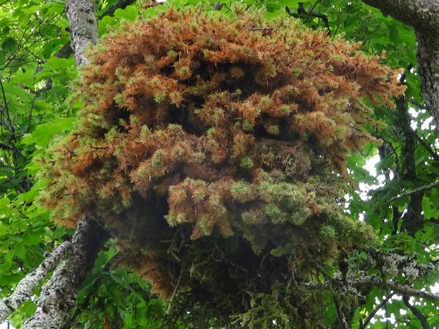 Lachnellula willkommii - Лахнеллюла Вилькомми - Woolly larch scale - Wollige Lärchenlaus - Lärchen-Blütenrost