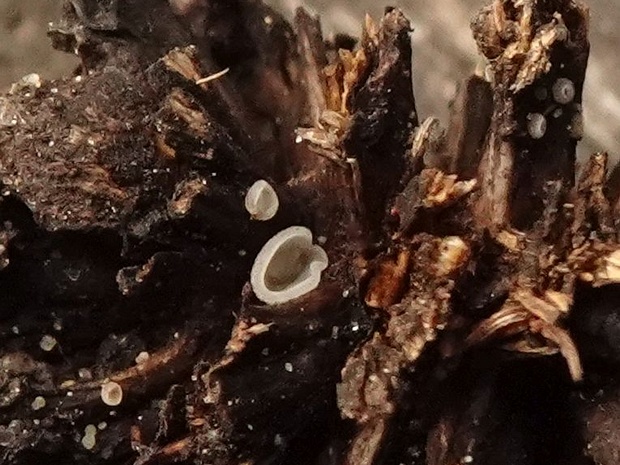 Pezizella alniella - Пецизелла ольховая - Alder Pezizella - Erlen-Pezizella Pezizella alniella is a rare and fascinating species of fungi, classified within the family Hyaloscyphaceae and the...