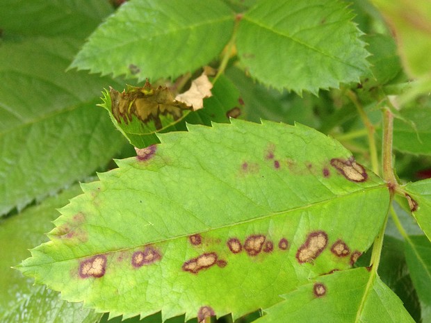 Diplocarpon rosae - Диплокарпон розовой пятнистости - Black spot fungus - Echter Rosenrost