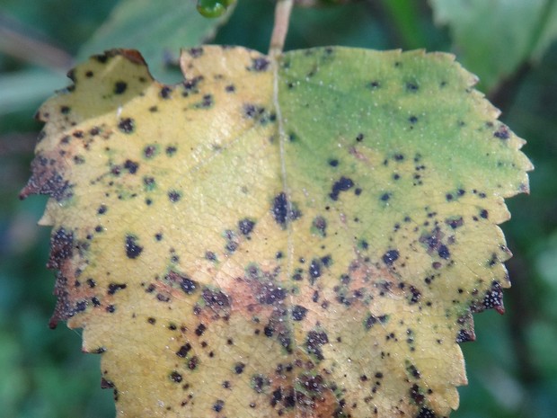 Marssonina betulae - Марссонина березовая - Birch leaf spot fungus - Birken-Blattfleckenpilz