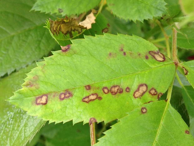 Diplocarpon rosae - Диплокарпон розовой пятнистости - Black spot fungus - Echter Rosenrost Diplocarpon rosae is a species of fungus in the family Dermateaceae, within the order Helotiales of the Ascomycota...