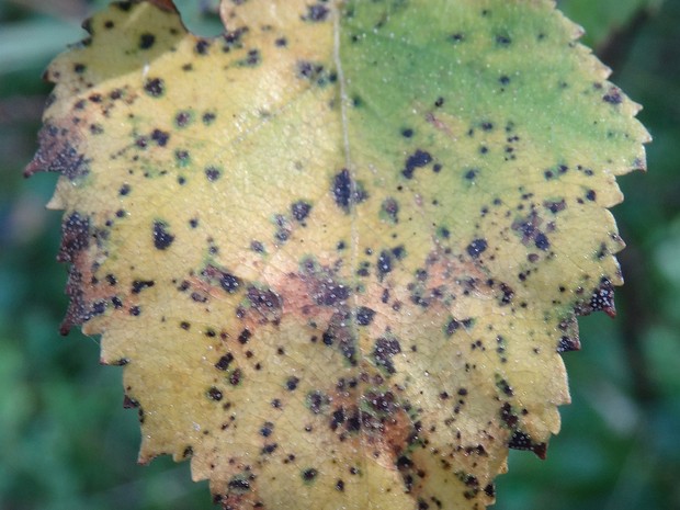 Marssonina betulae - Марссонина березовая - Birch leaf spot fungus - Birken-Blattfleckenpilz Marssonina betulae is a species of fungus in the family Dermateaceae, within the order Helotiales of the Ascomycota...