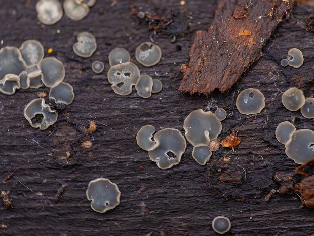 Моллизия пепельно-серая - Mollisia cinerea