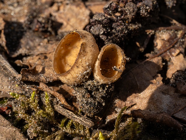 Ciboria amentacea - Цибория желудевидная - Alder Ciboria - Haselbecherchen