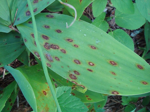 Botrytis convallariae - Ботритис конваллиарийский - Lily blight - Maiglöckchen-Blattfleckenpilz Botrytis convallariae is a species of fungus in the family Sclerotiniaceae, within the order Helotiales of the...