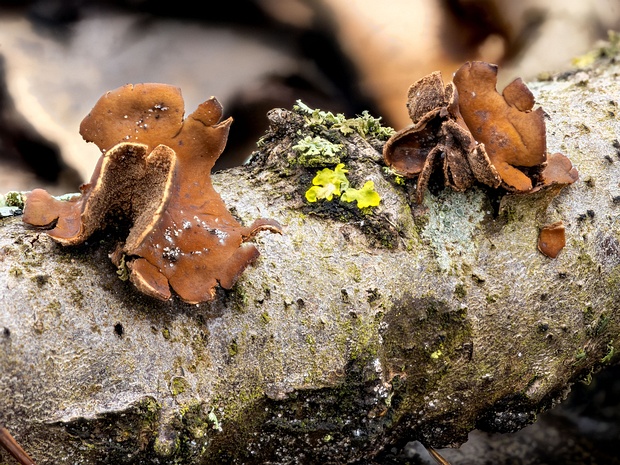 Encoelia furfuracea - Энцелия шелушистая - Spring Hazelcup - Hasel-Kleiebecherling Encoelia furfuracea is a species of fungus known for its distinctive appearance and ecological role. It typically has...