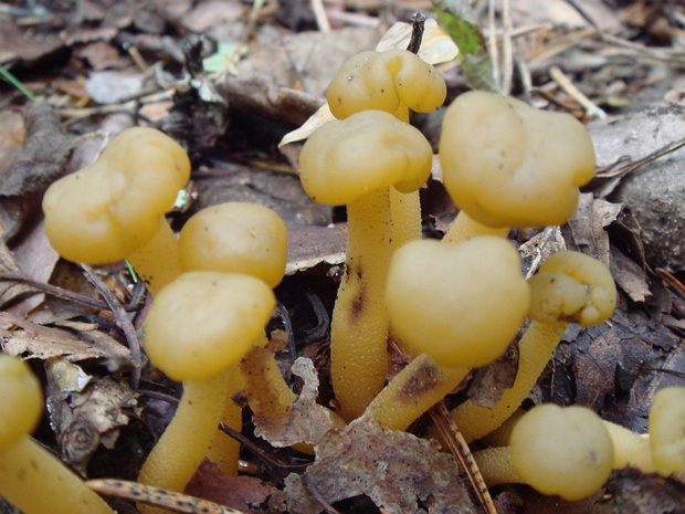 Leotia lubrica - Леотия смазливая - Slimy Leotia - Glänzende Gallertkappe