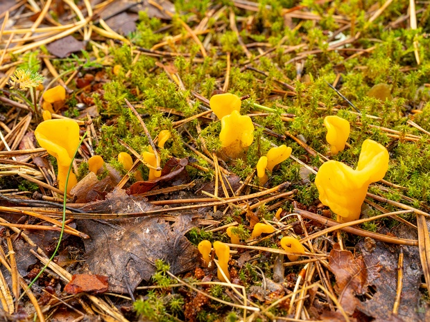 Spathularia flavida - Спатулярия желтоватая - Yellow Earth Tongue - Gelbe Löffelflechte