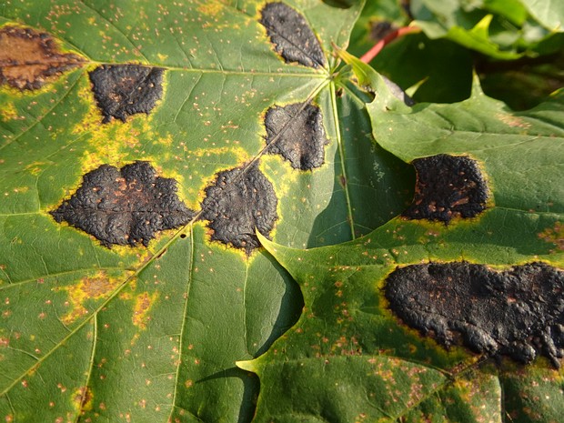 Rhytisma acerinum - Ритизма кленовая - Sycamore Tar Spot - Ahorn-Tarzfleckenpilz