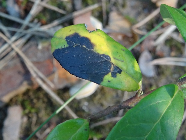 Rhytisma vaccinii - Ритизма вакциниевая - Blueberry Tar Spot - Heidelbeer-Tarzfleckenpilz Rhytisma vaccinii is an interesting species of fungi belonging to the family Rhytismataceae within the Ascomycota...