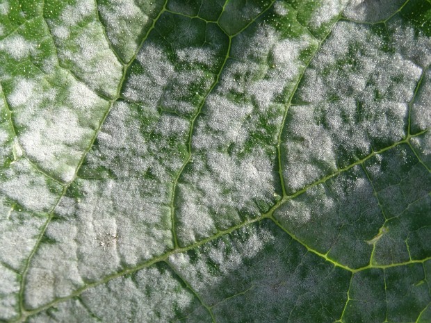 Erysiphe cichoracearum - Эризифе цикориевидная - Cichorium Powdery Mildew - Zichorien-Mehltau