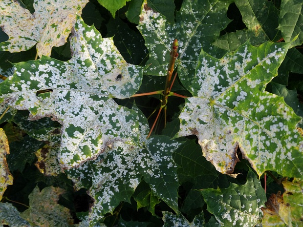 Sawadaea tulasnei - Савадея туласнеи - Maple Powdery Mildew - Ahorn-Mehltau Sawadaea tulasnei is a species of fungi belonging to the family Erysiphaceae within the order Erysiphales of the...