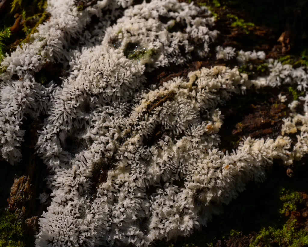 ceratiomyxa-fruticulosa_1-4